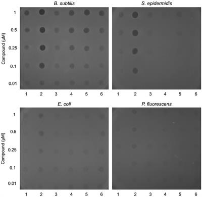 The antibacterial activity of a photoactivatable diarylacetylene against Gram-positive bacteria